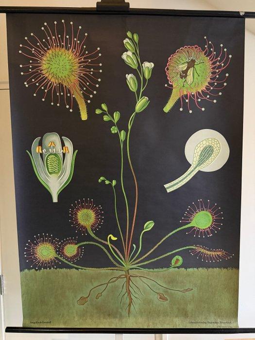 Sonnentau - Jung Koch Quentell, Zonnedauw 1967 - Schoolkaart, Antiek en Kunst, Curiosa en Brocante