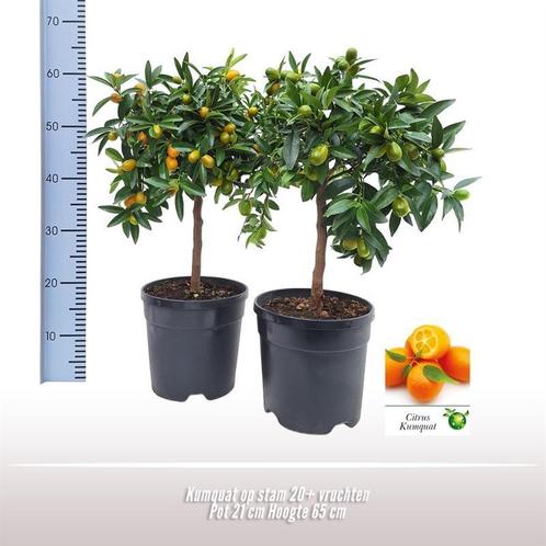 Kumquat Op Stam - Ø21cm - 65cm, Tuin en Terras, Planten | Tuinplanten, Verzenden