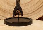 Vleermuis Taxidermie volledige montage - Hipposideros, Verzamelen, Dierenverzamelingen, Nieuw