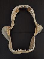 Tijgerhaai Kaak - Galeocerdo Cuvier - 44.5 cm - 37.5 cm - 13, Nieuw