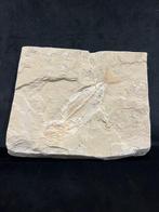 Vis - Fossiel skelet - Phylactocephalus - 19 cm - 22.5 cm