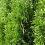 Thuja Occidentalis Smaragd (groen, Coniferen kopen?), Ophalen of Verzenden, Conifeer, Haag