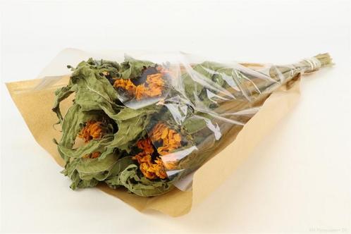 Zonnebloem sunflower helianthus bundel +/- 60cm droogbloemen, Hobby en Vrije tijd, Knutselen, Nieuw, Ophalen of Verzenden