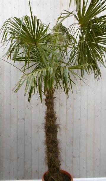 Winterharde Palmboom stamhoogte 100 cm en hoogte 225 cm beschikbaar voor biedingen