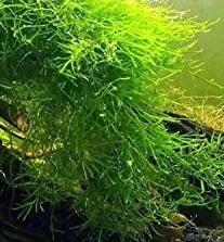 Javamos / Vesicularia dubyana in Cup, aquarium mos, Dieren en Toebehoren, Vissen | Aquaria en Toebehoren, Sierelement, Nieuw, Verzenden