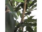 Mica Decorations Ficus Kunstplant - H110 x Ø65 cm - Groen, Huis en Inrichting, Kamerplanten, Verzenden