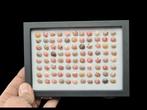 Original museum frame of real sea shell from Nha Trang -, Verzamelen, Nieuw