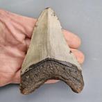 Megalodon Shark - Fossiele tand - megaselachus megalodon -, Verzamelen, Mineralen en Fossielen