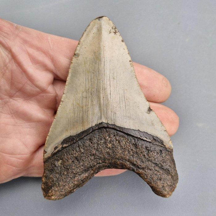 Megalodon Shark - Fossiele tand - megaselachus megalodon -, Verzamelen, Mineralen en Fossielen