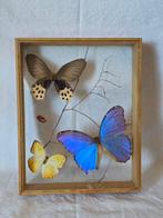 Vlinder Taxidermie volledige montage - Colias Hyale - 31 cm, Antiek en Kunst