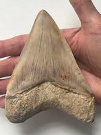 Megalodon tand 12,5 cm - Fossiele tand - Carcharocles