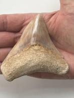 Megalodon tand 9,2 cm - Fossiele tand - Carcharocles