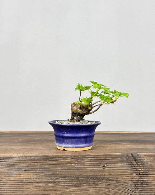 Viburnum - Hoogte (boom): 12 cm - Diepte (boom): 10 cm -, Antiek en Kunst, Curiosa en Brocante