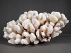 Grote witte clusterkoraalskelet Koraal - Pocillopora, Nieuw
