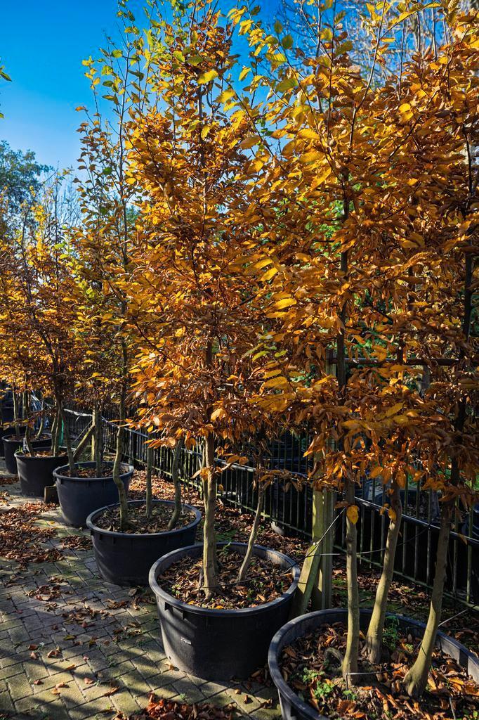 Haagbeuk  -  De Carpinus Betulus, Tuin en Terras, Planten | Struiken en Hagen, Beukenhaag, Haag, 250 cm of meer, Ophalen