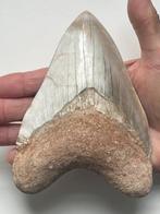 Enorme Megalodon tand 14,2 cm - Fossiele tand - Carcharocles