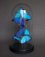 Vlinder Taxidermie volledige montage - Morpho didius - 40 cm, Nieuw