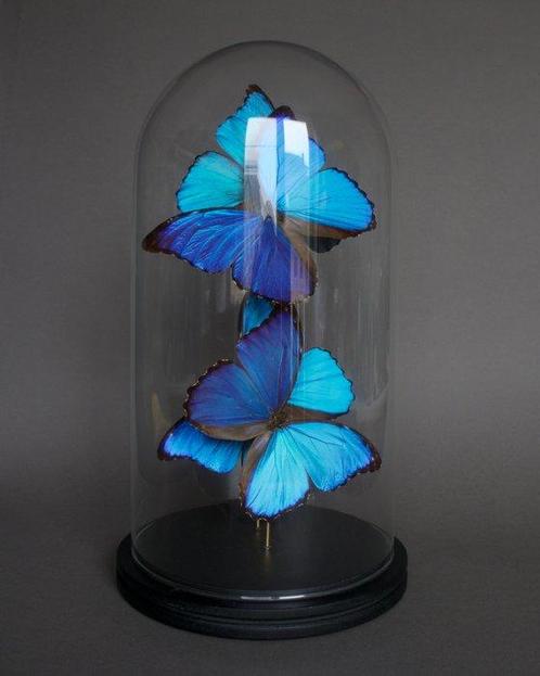 Vlinder Taxidermie volledige montage - Morpho didius - 40 cm, Verzamelen, Dierenverzamelingen