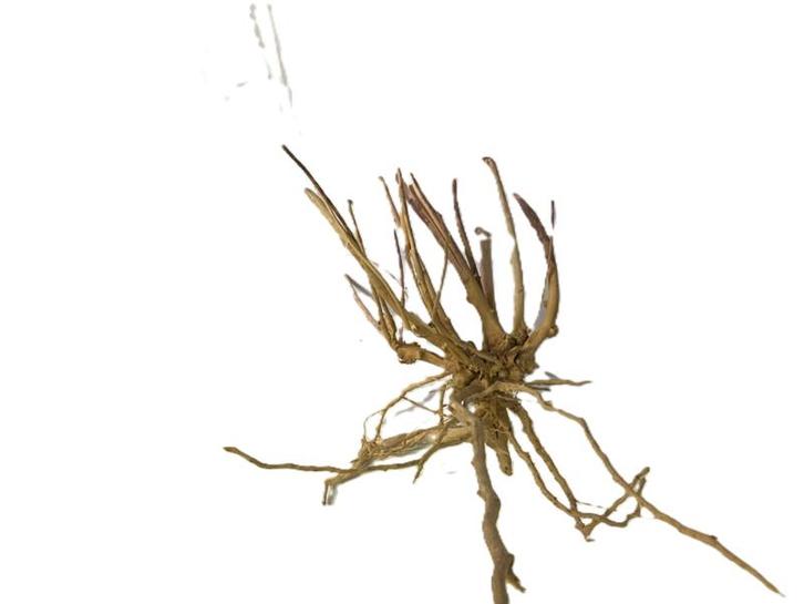 Driftwood Selected  DW57 - 37x30x20cm (Small drift wood), Dieren en Toebehoren, Vissen | Aquaria en Toebehoren, Plant(en), Steen of Hout