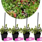 Ribes uva-crispa Hinnonmaki + pot 9cm 4 pcs, Verzenden, Volle zon