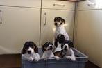 lieve Jack Russel pups, Parvo, Jack Russell Terriër, 8 tot 15 weken, Meerdere