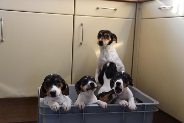 lieve Jack Russel pups, Dieren en Toebehoren, Honden | Jack Russells en Terriërs, Meerdere, Meerdere dieren, CDV (hondenziekte)