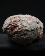 Dinosaurus - Gefossiliseerd ei - Therizinosaurus, Verzamelen