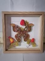 Vlinder Taxidermie wandmontage - Atlas Attacus - 30 cm - 30, Nieuw