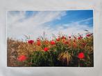Viet Ha Tran - Poppy field I