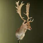 Damhert Taxidermie Opgezette Dieren By Max, Verzamelen, Dierenverzamelingen, Ophalen of Verzenden, Nieuw, Wild dier, Opgezet dier