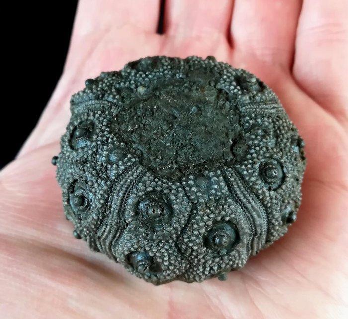 Indrukwekkende zee-egel! - Uitzonderlijke grootte voor deze, Verzamelen, Mineralen en Fossielen