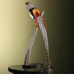 Ladyamherstfazant Taxidermie Opgezette Dieren By Max, Verzamelen, Dierenverzamelingen, Ophalen of Verzenden, Nieuw, Vogel, Opgezet dier