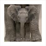 Kunstdruk Big Ears Baby Elephant 40x40cm, Verzenden, Nieuw