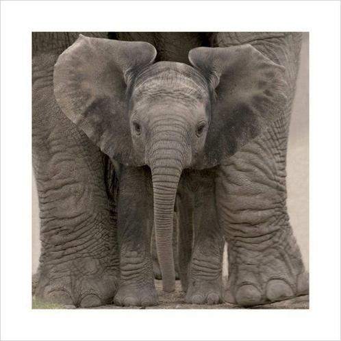 Kunstdruk Big Ears Baby Elephant 40x40cm, Huis en Inrichting, Woonaccessoires | Schilderijen, Tekeningen en Foto's, Nieuw, Verzenden