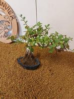 Japanese iep bonsai (Zelkova) - Hoogte (boom): 30 cm -, Antiek en Kunst
