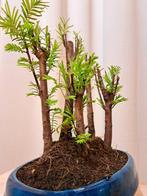 metasequoia bos in bonsaischaal - Hoogte (boom): 22 cm -