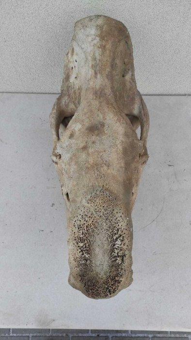 Wolharige neushoorn - Fossiele schedel - Coelodonta, Verzamelen, Mineralen en Fossielen