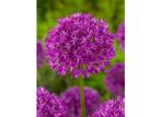 Allium  purple sensation (sierui, allium purple sensation), Ophalen of Verzenden