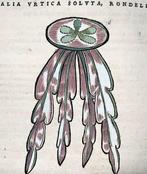 Conrad Gesner [Konrad Gessner] 1516-1565: Fischbuch:, Antiek en Kunst