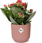 Mothers Day - Kalanchoe Rosalina Don Justino Rood  + ELHO V, Verzenden