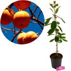 Diospyros virgiana + pot 19cm, Verzenden, Volle zon