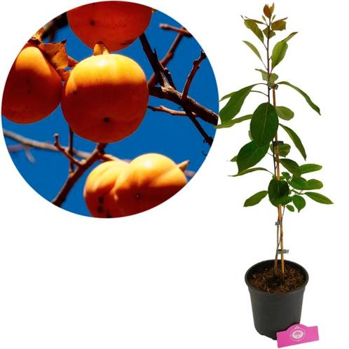Diospyros virgiana + pot 19cm, Tuin en Terras, Planten | Fruitbomen, Volle zon, Verzenden