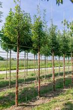 Acer griseum hoogstam, Tuin en Terras, Planten | Tuinplanten