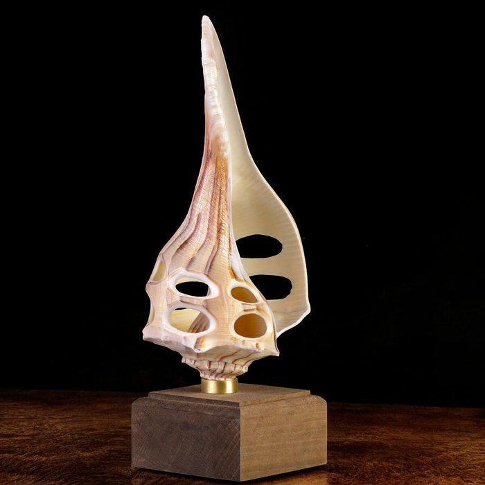 Nieuwsgierigheidsobjecten - Natuurwetenschap - Zeeschelp -, Antiek en Kunst, Curiosa en Brocante