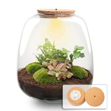 Plant terrarium - Emma - DIY kit -  25 cm - Ø 23 cm - Heder beschikbaar voor biedingen