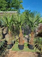 Palmen Olijfbomen Bamboe Yucca voor in de tuin/balkon/terras, Halfschaduw, Vaste plant, Ophalen of Verzenden, Overige soorten
