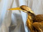 Amerikaanse Tarabuso Taxidermie volledige montage - Botaurus, Nieuw