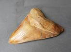 Megalodon - Fossiele tand - 142 mm