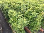 Fagus sylvatica kant en klaar haag breedte 1 m. Groene beuk, Verzenden, Beukenhaag, Haag, Minder dan 100 cm