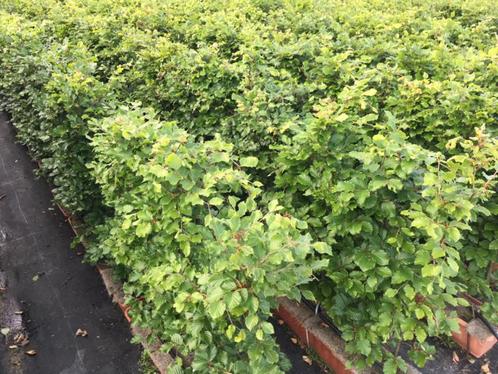 Fagus sylvatica kant en klaar haag breedte 1 m. Groene beuk, Tuin en Terras, Planten | Struiken en Hagen, Beukenhaag, Haag, Minder dan 100 cm